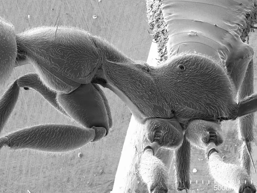 Tetraponera attenuata specimen