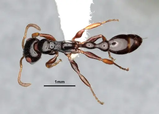Tetraponera avia specimen