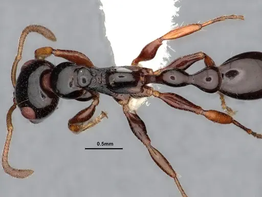 Tetraponera avia specimen
