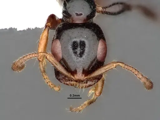 Tetraponera avia specimen