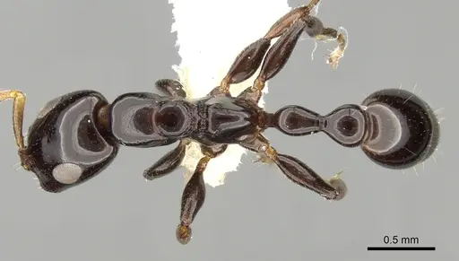 Tetraponera bita specimen