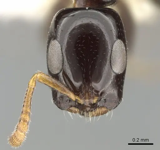 Tetraponera bita specimen