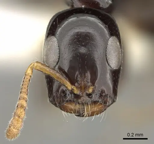 Tetraponera bita specimen