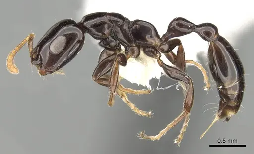 Tetraponera bita - CASENT0281997