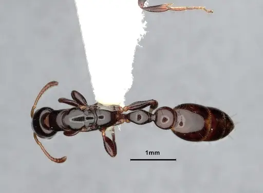 Tetraponera bita - CASENT0796636