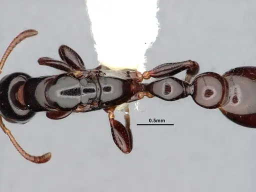 Tetraponera bita - CASENT0796636