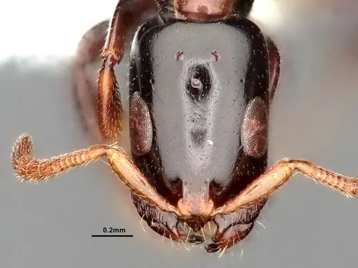 Tetraponera bita - CASENT0796636
