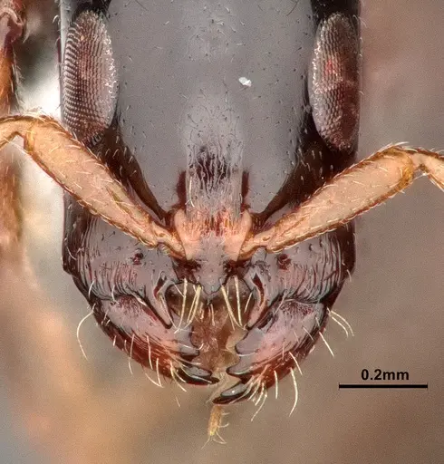 Tetraponera bita - CASENT0796636