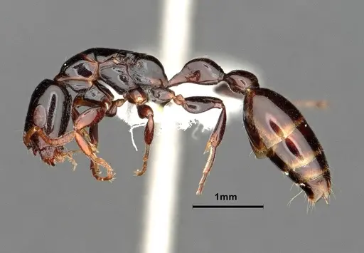 Tetraponera bita - CASENT0796636