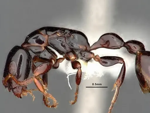 Tetraponera bita - CASENT0796636