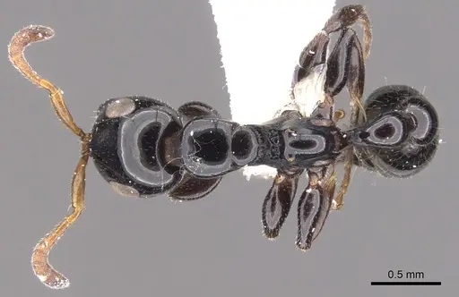 Tetraponera brevis specimen