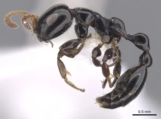 Tetraponera brevis specimen
