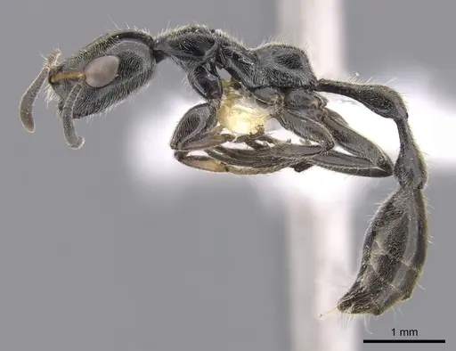 Tetraponera buops specimen