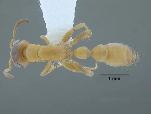 Tetraponera caffra specimen