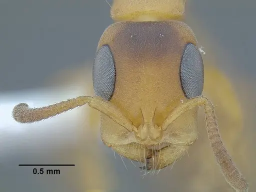 Tetraponera caffra specimen