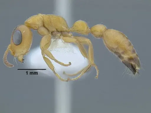 Tetraponera caffra specimen