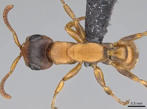 Tetraponera caffra - CASENT0822190