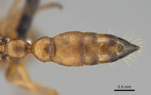 Tetraponera caffra - CASENT0822190
