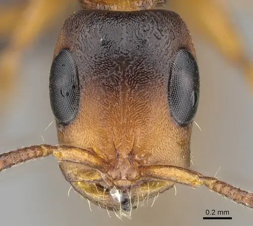 Tetraponera caffra - CASENT0822190