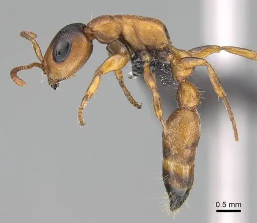 Tetraponera caffra - CASENT0822190