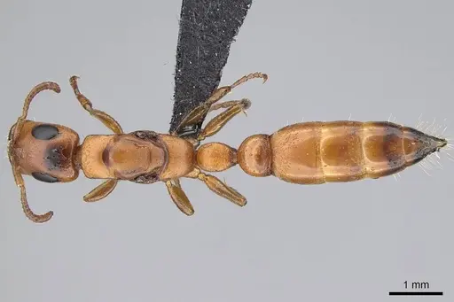 Tetraponera caffra - CASENT0822192