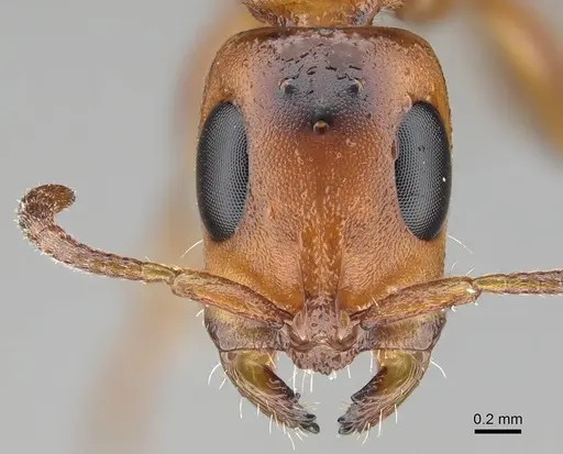 Tetraponera caffra - CASENT0822192