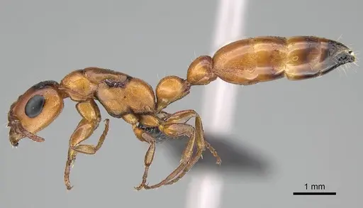 Tetraponera caffra - CASENT0822192