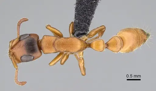 Tetraponera caffra - CASENT0822194