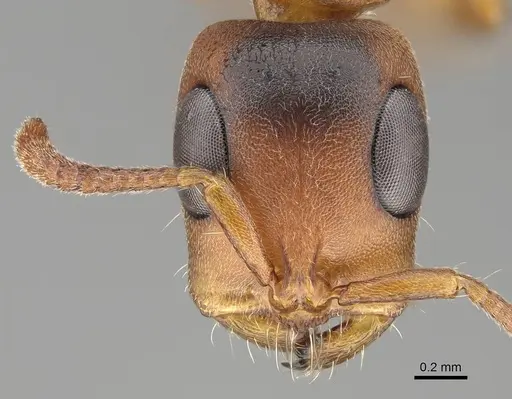 Tetraponera caffra - CASENT0822194