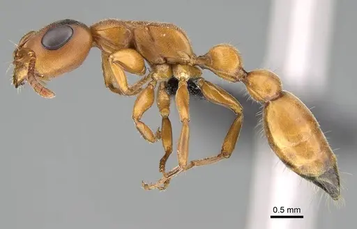 Tetraponera caffra - CASENT0822194