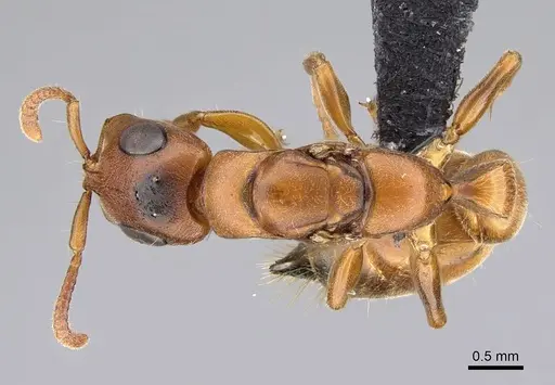 Tetraponera caffra - CASENT0822195