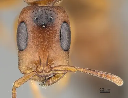 Tetraponera caffra - CASENT0822195