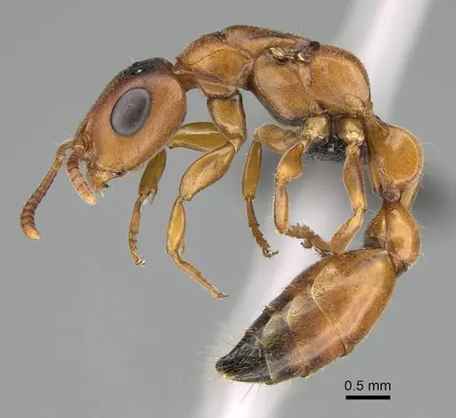 Tetraponera caffra - CASENT0822195