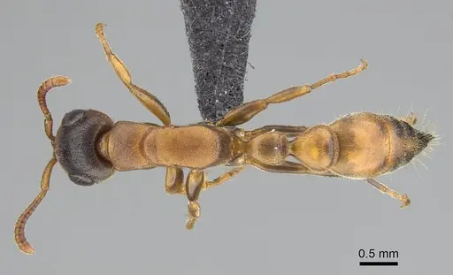 Tetraponera caffra - CASENT0822197