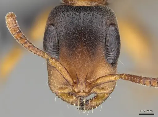 Tetraponera caffra - CASENT0822197