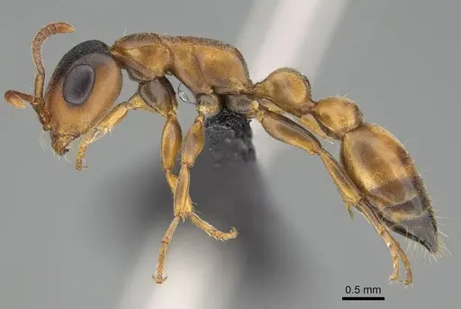 Tetraponera caffra - CASENT0822197