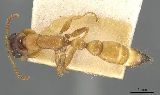 Tetraponera caffra - CASENT0915532