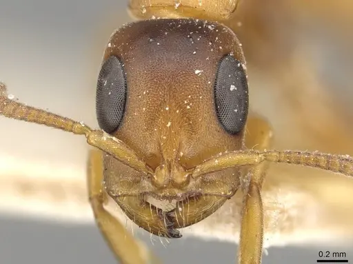 Tetraponera caffra - CASENT0915532