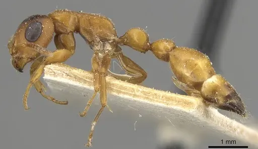 Tetraponera caffra - CASENT0915532