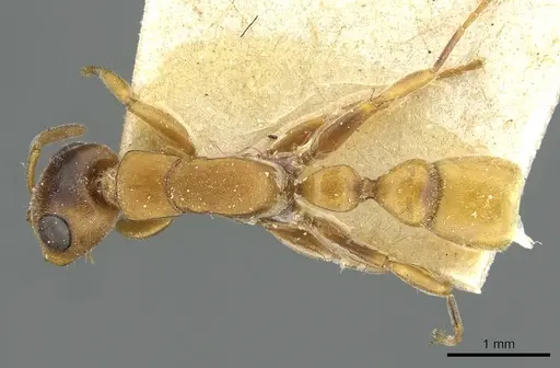 Tetraponera caffra - RMCAENT000017746