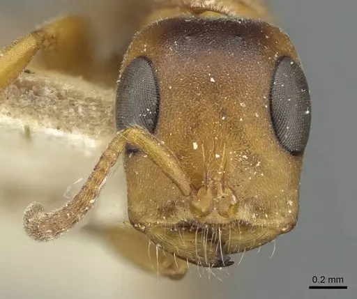 Tetraponera caffra - RMCAENT000017746