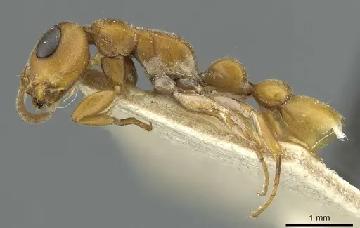 Tetraponera caffra - RMCAENT000017746