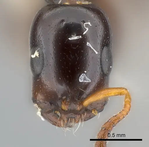 Tetraponera clypeata specimen