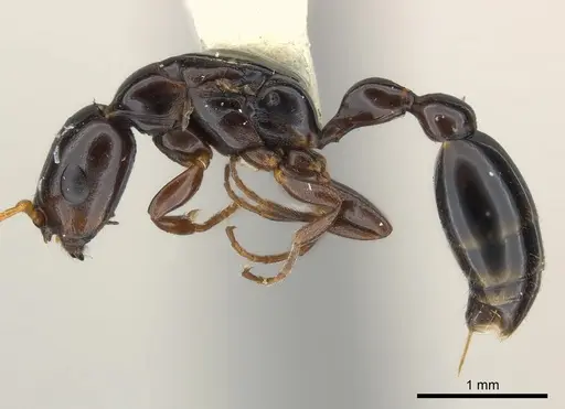 Tetraponera clypeata specimen