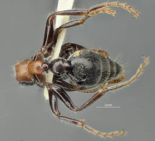 Tetraponera concava specimen