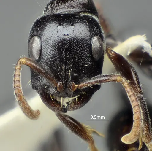 Tetraponera concava specimen