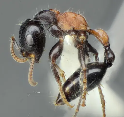 Tetraponera concava - ANTWEB1060540