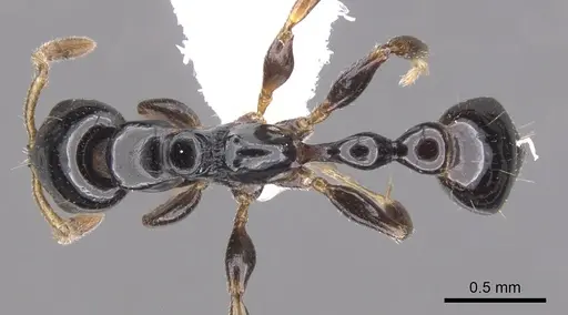 Tetraponera connectens specimen