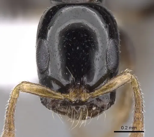 Tetraponera connectens specimen