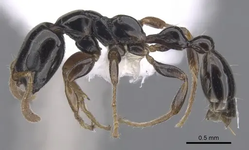 Tetraponera connectens specimen